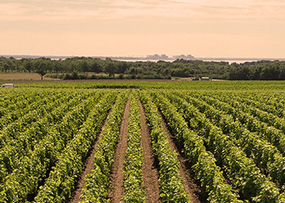 Sociando Mallet - Les vignobles 2/3