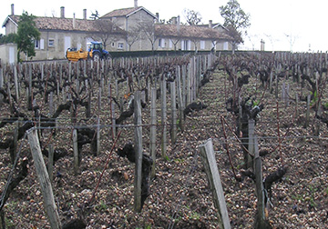 Sociando-Mallet - L'e vignoble, de décembre à mars'hiver