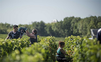 Sociando-Mallet - Les vendanges - 1