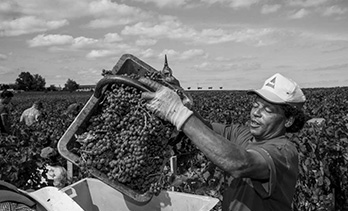 Sociando-Mallet - Les vendanges - 2